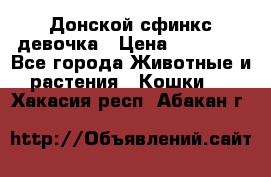 Донской сфинкс девочка › Цена ­ 15 000 - Все города Животные и растения » Кошки   . Хакасия респ.,Абакан г.